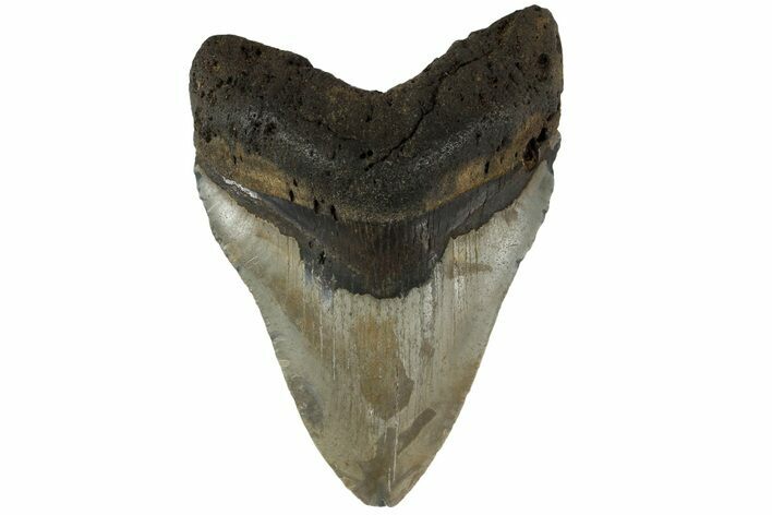 Fossil Megalodon Tooth - North Carolina #183334